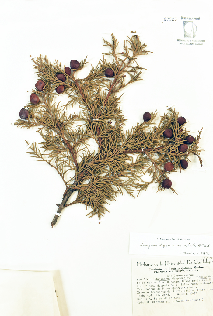 Juniperus deppeana